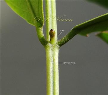  Foliar gland between lowest pair of leaflets